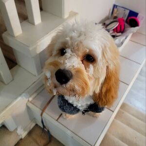 Meet your Posher, AC